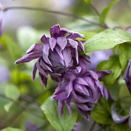 Клематис Витицелла Mary Rose