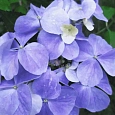 Гортензия гибридная French Bolero Blue