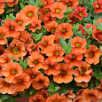 Калибрахоа Cabaret Orange Калибрахоа Cabaret Orange