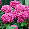 Гортензия крупнолистная Sibilla