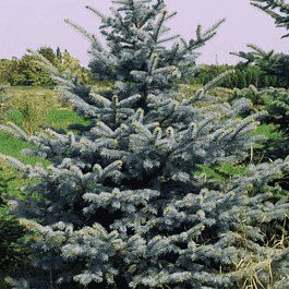 Ель колючая Glauca