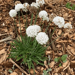 Армерия ложноармерия Ballerina White