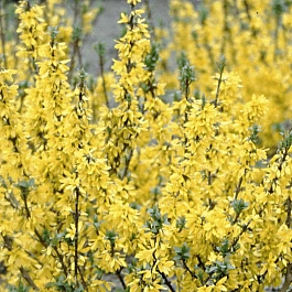 Форзиция промежуточная Boucle dOr Courtacour