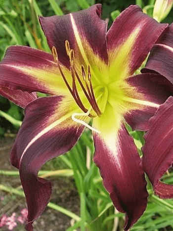 Лилейник Mike Reed