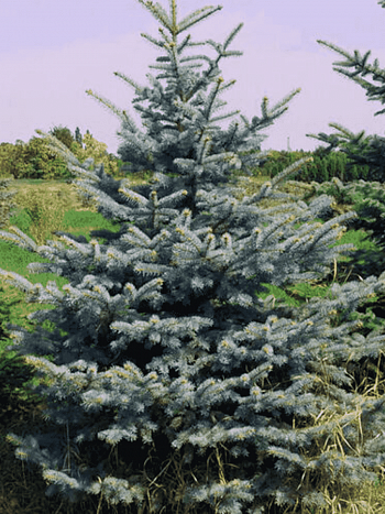 Ель колючая Glauca