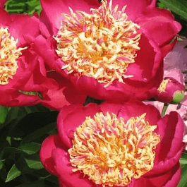 Пион Молочноцветковый Sword Dance