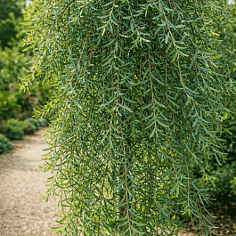 Ива пурпурная Pendula