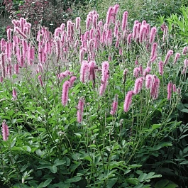 Кровохлебка Lilac Sguirrel