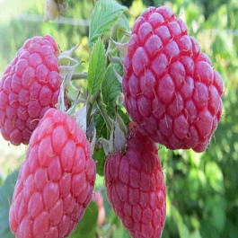 Малина Glen Fyne