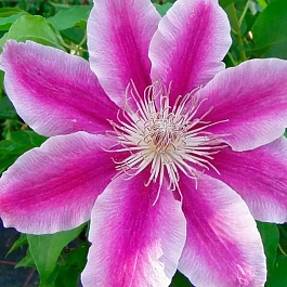 Клематис гибридный Doctor Ruppel