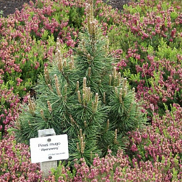 Сосна горная Алпенцверг