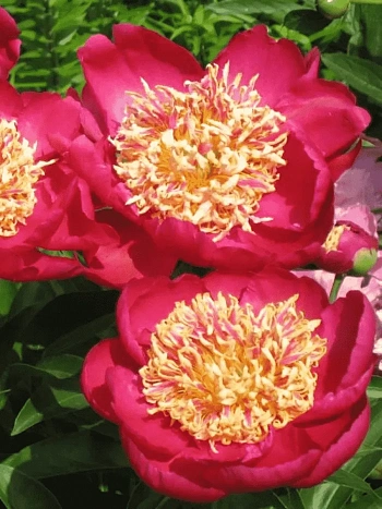 Пион Молочноцветковый Sword Dance