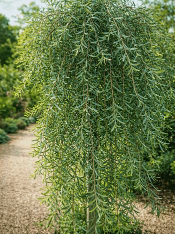Ива пурпурная Pendula