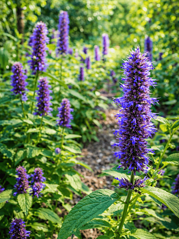 Агастахис  гибридный Yorkshire