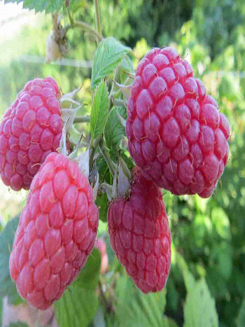 Малина Glen Fyne