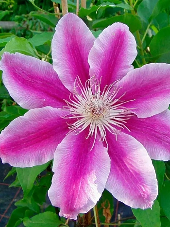 Клематис гибридный Doctor Ruppel