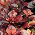 Барбарис Тунберга Atropurpurea Nana