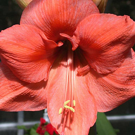 Амариллис простой Рилона