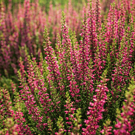 Вереск обыкновенный Nora