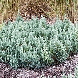 Можжевельник горизонтальный Блю Форест Можжевельник горизонтальный Блю Форест