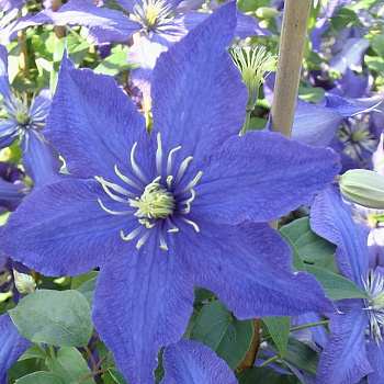 Клематис крупноцветковый Рапсоди Клематис крупноцветковый Рапсоди