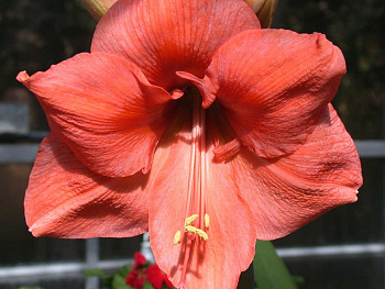 Амариллис простой Рилона