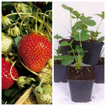 Земляника садовая Мара Де Буа НАБОР 5ШТ