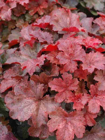 Гейхера Cherry Cola