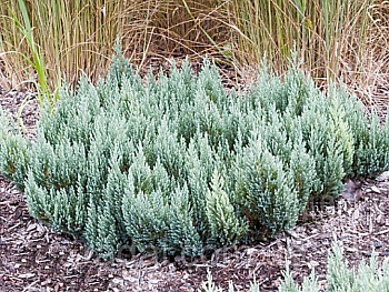 Можжевельник горизонтальный Блю Форест