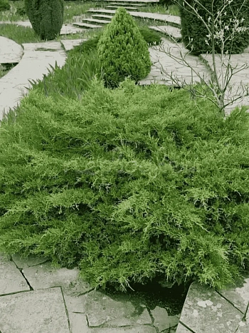 Можжевельник средний Pfitzeriana Compacta