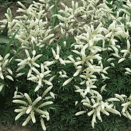 Волжанка петрушколистная Noble Spirit