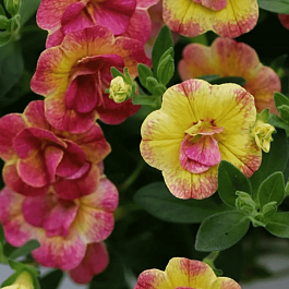 Калибрахоа Chameleon Double Pink Yellow
