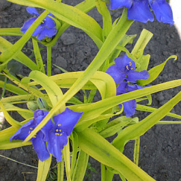 Традесканция Андерсона Свит Кэйт