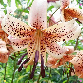 Лилия азиатская Тайгер Бейбис НАБОР 2ШТ (2+2)