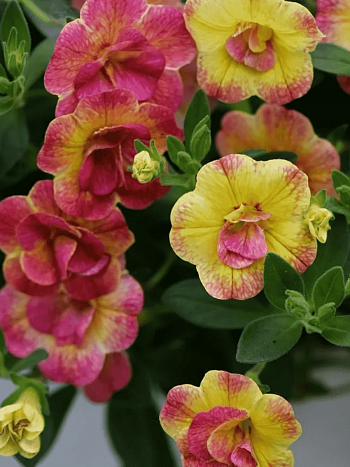 Калибрахоа Chameleon Double Pink Yellow