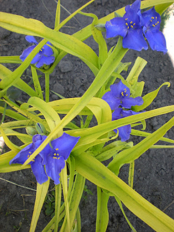 Традесканция Андерсона Свит Кэйт