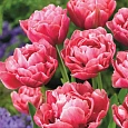 Тюльпан Aveyron