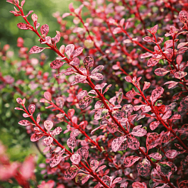 Барбарис Тунберга Harlequin