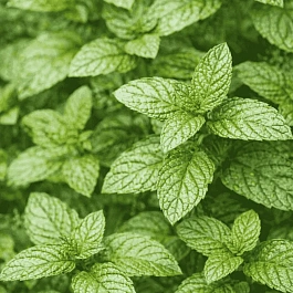 Мята Berries and Cream