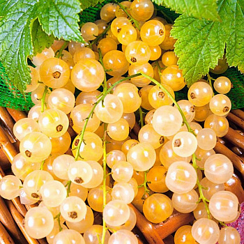 Смородина белая Уральская белая