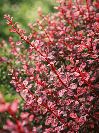 Барбарис Тунберга Harlequin