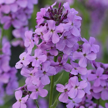 Вечерница матроны (Ночная фиалка) Violet