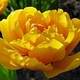 Тюльпан Gold Fever