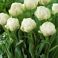Тюльпан Махровый Up White