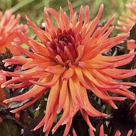 Георгина Кактусовая Сити ов Алкмар