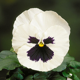 Виола крупноцветковая Селло Вайт виз Блотч