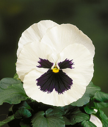 Виола крупноцветковая Селло Вайт виз Блотч