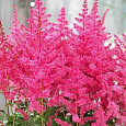 Астильба японская Jump and Jive