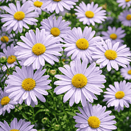 Калимерис юмена Shogun