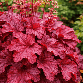 Гейхера Berry Smoothie